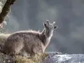 Górski kozioł na Mount Everest, czy jest trujący? Nie, himalajski tahr nie jest trujący.