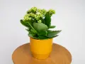 Kalanchoe w żółtej doniczce, z zielonymi liśćmi i pąkami kwiatów, gotowe do kwitnienia. Roślina potrzebuje odpowiedniej ziemi do rozwoju.