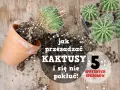 Jak przesadzić kaktusa, by się nie pokłuć? Oto 5 sprytnych sposobów na bezpieczne przesadzanie kaktusów.