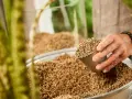 Dłoń wsypuje do dużej misy drobne, brązowe granulki. To idealne podłoże mineralne dla roślin, zapewniające im optymalne warunki do wzrostu.