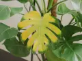 Monstera z żółknącymi liśćmi. Widać, że filodendron żółkną liście, tracąc soczystą zieleń.
