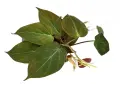 Philodendron micans z sercowatymi, aksamitnymi liśćmi w odcieniach zieleni i brązu, z widocznymi jaśniejszymi żyłkami.