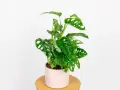 Monstera monkey, znana z dziurawych liści, nie jest trująca, ale jej sok może podrażniać skórę.