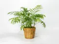 Chamaedorea elegans w plecionym koszu. Idealna ziemia dla tej palmy to lekka, przepuszczalna mieszanka.