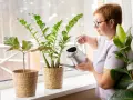 Kobieta podlewa kwiat zamioculcas. Pielęgnacja tej rośliny jest prosta, wystarczy pamiętać o podlewaniu.