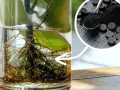 Węgiel aktywny w wodzie pomoże Ci jak przyspieszyć ukorzenianie w wodzie. Zobacz, jak zdrowe korzenie rosną w szklance.