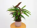Calathea rufibarba w ozdobnej doniczce. Dowiedz się, jak pielęgnować tę piękną roślinę, by cieszyć się jej egzotycznym wyglądem.