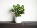 Piękna calathea w białej doniczce, gotowa do przesadzania. Jej liście z zielonymi i białymi wzorami przyciągają wzrok.