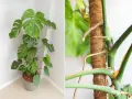 Monstera pnie się po słupku kokosowym, a jej korzeń powietrzny szuka wsparcia.