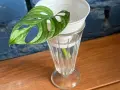 Monstera z liścia w szklance z wodą, przygotowana do rozmnażania. Zielony liść z charakterystycznymi otworami.