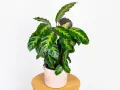 Calathea w różowej doniczce na drewnianym stoliku. Potrzebuje przepuszczalnej ziemi, by pięknie rosła.