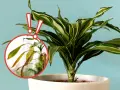 Dracena z plamami na liściach. Zbliżenie pokazuje uschnięte, żółte liście, które wymagają uwagi.