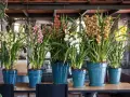 Rząd pięknych storczyków odmiany Cymbidium w niebieskich donicach. Kwiaty w odcieniach żółci, różu, brązu i bieli tworzą barwną kompozycję.