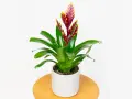 Zielona bromelia z czerwono-żółtym kwiatostanem w białej doniczce. Urocze małe kwiaty doniczkowe dodają koloru wnętrzu.