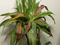 Dracena z brązowiejącymi liśćmi. Widać suche, brązowe końcówki i całe liście, które tracą zieleń.