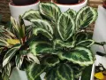 Calathea z usychającymi liśćmi, z zielono-białymi wzorami na liściach, w doniczkach obok białych ceramicznych osłonek.