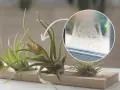 Kwiat tillandsia jak podlewać? Zraszaj ją, gdy na szybie pojawi się para, jak na zdjęciu.