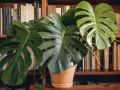 Monstera w beżowej doniczce, na półce z książkami. Czy doniczka musi mieć dziurki? Ta roślina zdaje się prosperować.