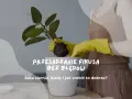 Przesadzanie fikusa bez błędów. Czy podlewać kwiaty po przesadzeniu? Dowiedz się, jak zrobić to dobrze.