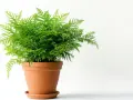 Zielona, puszysta paproć w terakotowej doniczce. To jedna z odmian asparagus, która pięknie ozdobi każde wnętrze.