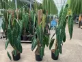 Wielkie, aksamitne liście Philodendron melanochrysum pięknie pną się po palikach. Idealne warunki do uprawy w szklarni.
