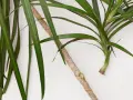 Zielona dracena z czerwonymi brzegami liści, gotowa do rozmnożenia. Jak rozmnożyć dracenę? Odcięty fragment łodygi z liśćmi.