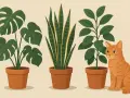 Trzy rośliny doniczkowe i rudy kot. Czy calathea jest trująca? Nie martw się, te rośliny są bezpieczne dla zwierząt.