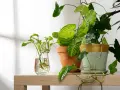 Syngonium rozmnażanie: sadzonka w szklance z wodą i ukorzenione rośliny w doniczkach.