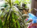 Dracena marginata podlewanie. Ręka z niebieskim spryskiwaczem zrasza liście rośliny, tworząc na nich krople wody.