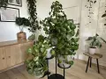 Pilea peperomioides w pełnym rozkwicie, z okrągłymi liśćmi tworzącymi gęste kępy. Obok inne rośliny doniczkowe.