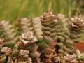 Kaskadowe pędy crassula perforata z zielonymi liśćmi i czerwonymi brzegami, tworzące piękne, spiralne formy.