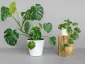 Dwie monstery: duża, w białej donicy, i mniejsza, z dziurawymi liśćmi, przypominająca monstera monkey, na drewnianym pniu.