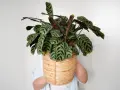 Piękna Calathea w plecionej osłonce, gotowa do rozmnażania. Jej liście z ciemnymi pasami zachwycają.