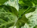 Liście syngonium z plamami, które mogą wskazywać na choroby.