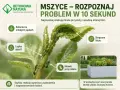 Mszyce na młodych pędach i liściach rośliny, powodujące skręcenie liści i lepki spadź. Mrówki towarzyszą kolonii mszyc.