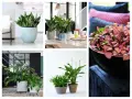 Rośliny doniczkowe, które lubią cień: sansewieria, zamiokulkas, monstera, skrzydłokwiat.