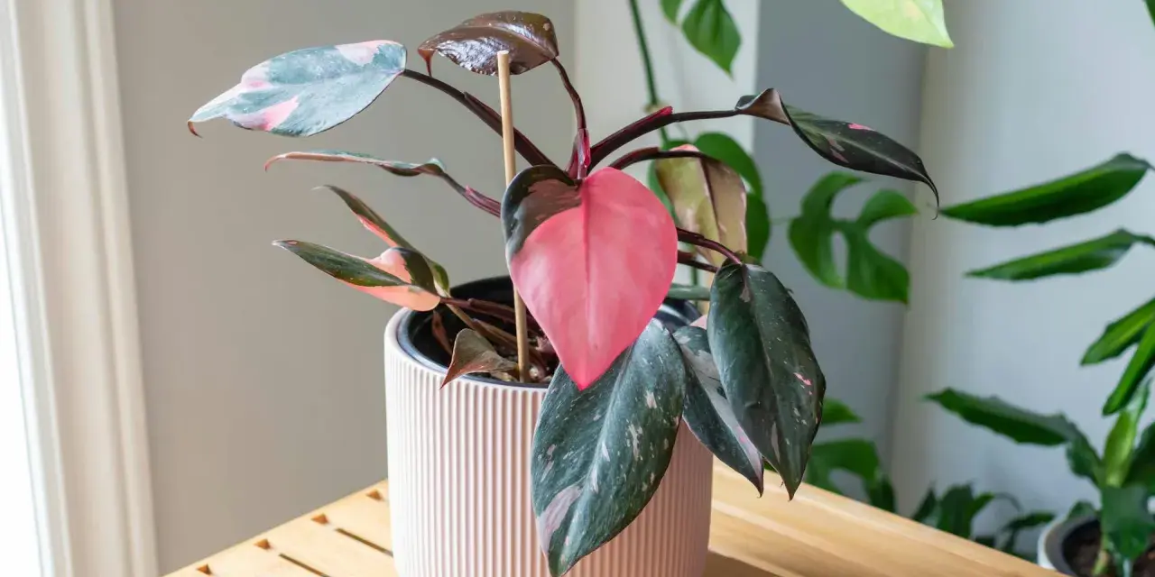 Kwiat philodendron Pink Princess z różowymi i zielonymi liśćmi w jasnoróżowej doniczce.