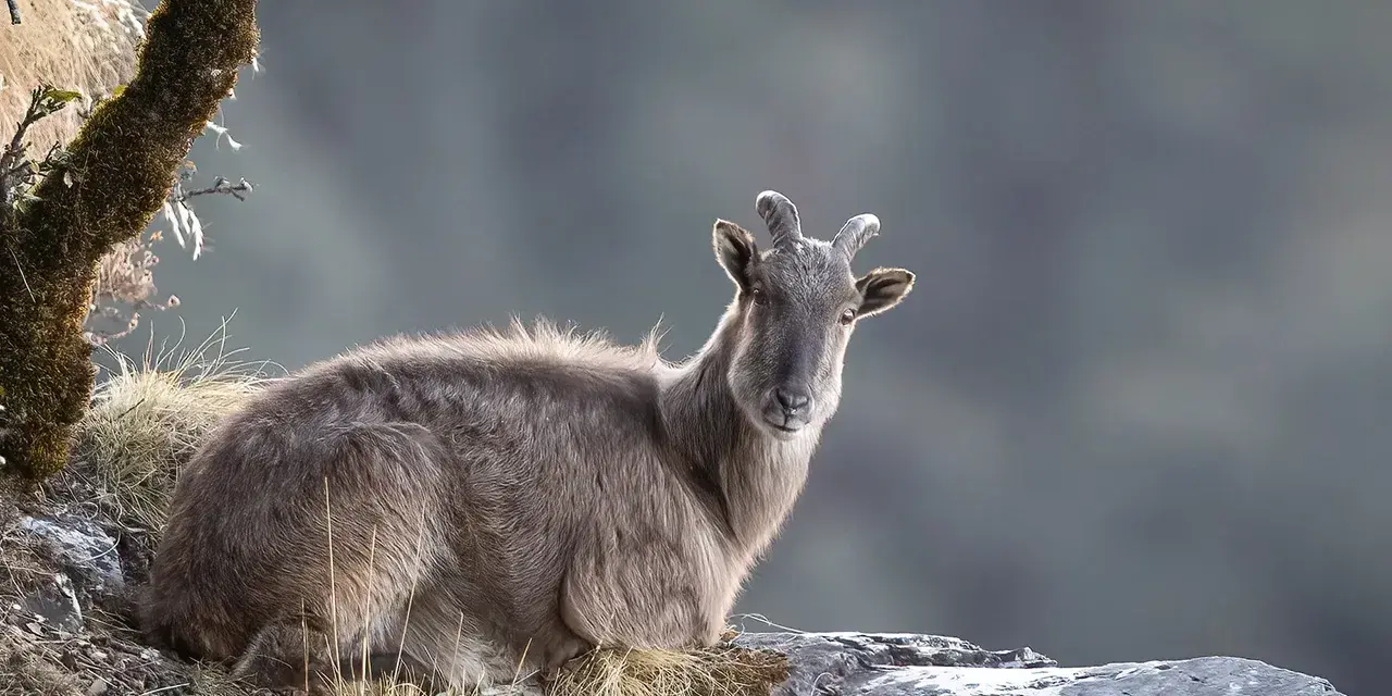 Górski kozioł na Mount Everest, czy jest trujący? Nie, himalajski tahr nie jest trujący.