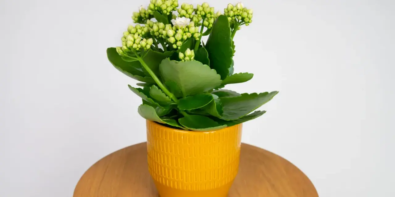 Kalanchoe w żółtej doniczce, z zielonymi liśćmi i pąkami kwiatów, gotowe do kwitnienia. Roślina potrzebuje odpowiedniej ziemi do rozwoju.