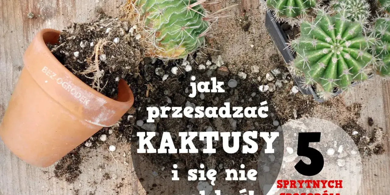 Jak przesadzić kaktusa, by się nie pokłuć? Oto 5 sprytnych sposobów na bezpieczne przesadzanie kaktusów.