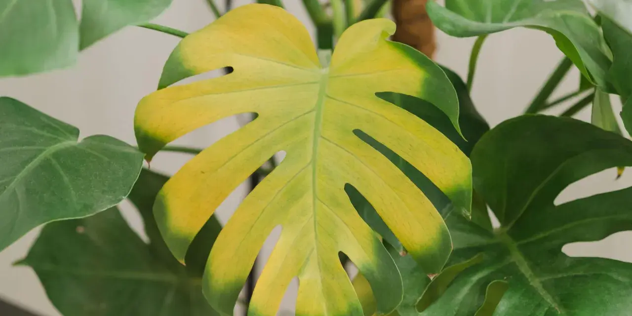 Monstera z żółknącymi liśćmi. Widać, że filodendron żółkną liście, tracąc soczystą zieleń.