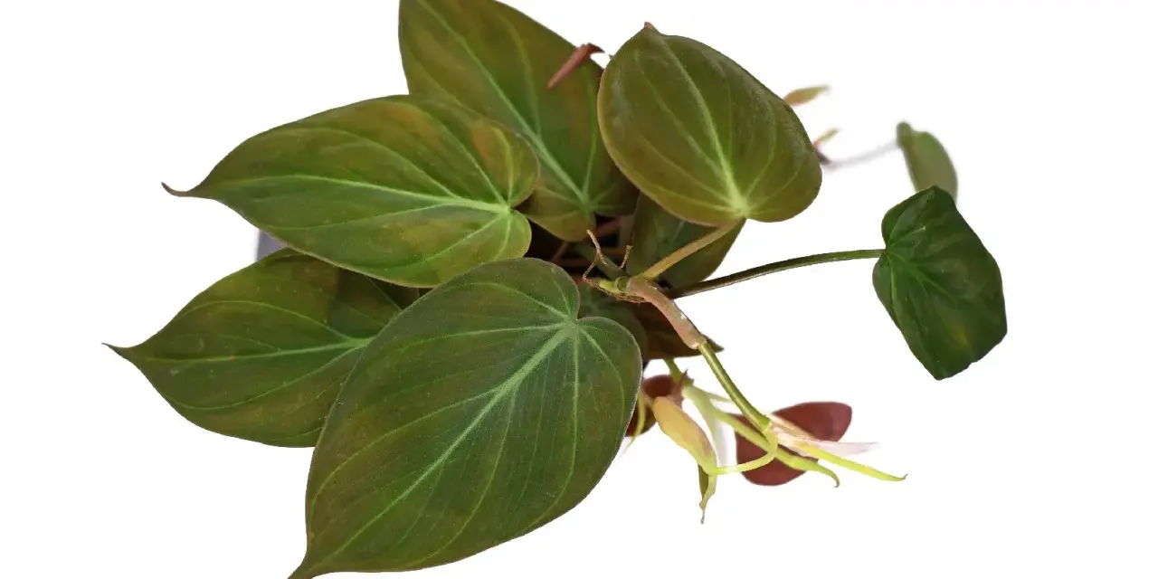 Philodendron micans z sercowatymi, aksamitnymi liśćmi w odcieniach zieleni i brązu, z widocznymi jaśniejszymi żyłkami.