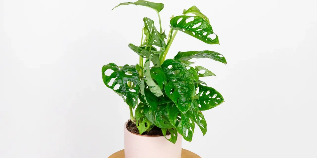 Monstera monkey, znana z dziurawych liści, nie jest trująca, ale jej sok może podrażniać skórę.