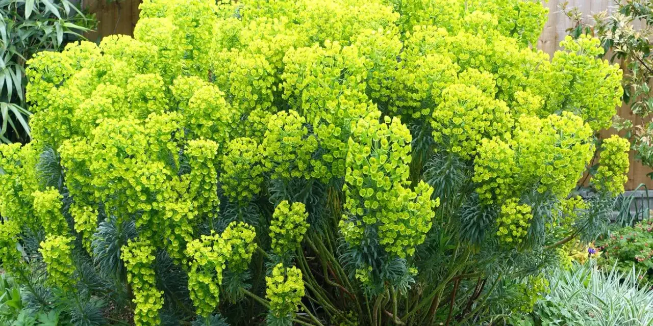 Krzew Pedilanthus tithymaloides z licznymi, jasnozielonymi kwiatostanami tworzy bujną, zieloną masę.