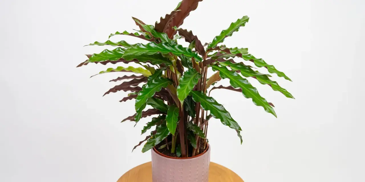 Calathea rufibarba w ozdobnej doniczce. Dowiedz się, jak pielęgnować tę piękną roślinę, by cieszyć się jej egzotycznym wyglądem.