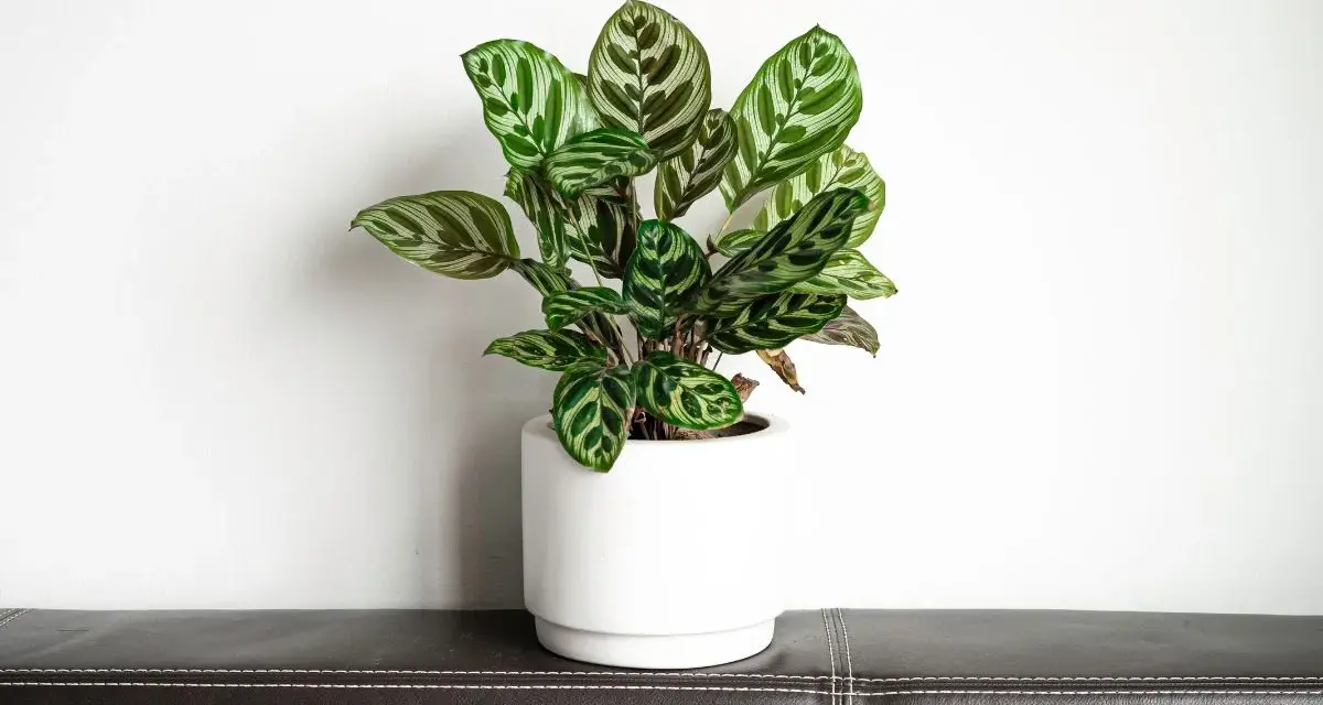 Piękna calathea w białej doniczce, gotowa do przesadzania. Jej liście z zielonymi i białymi wzorami przyciągają wzrok.