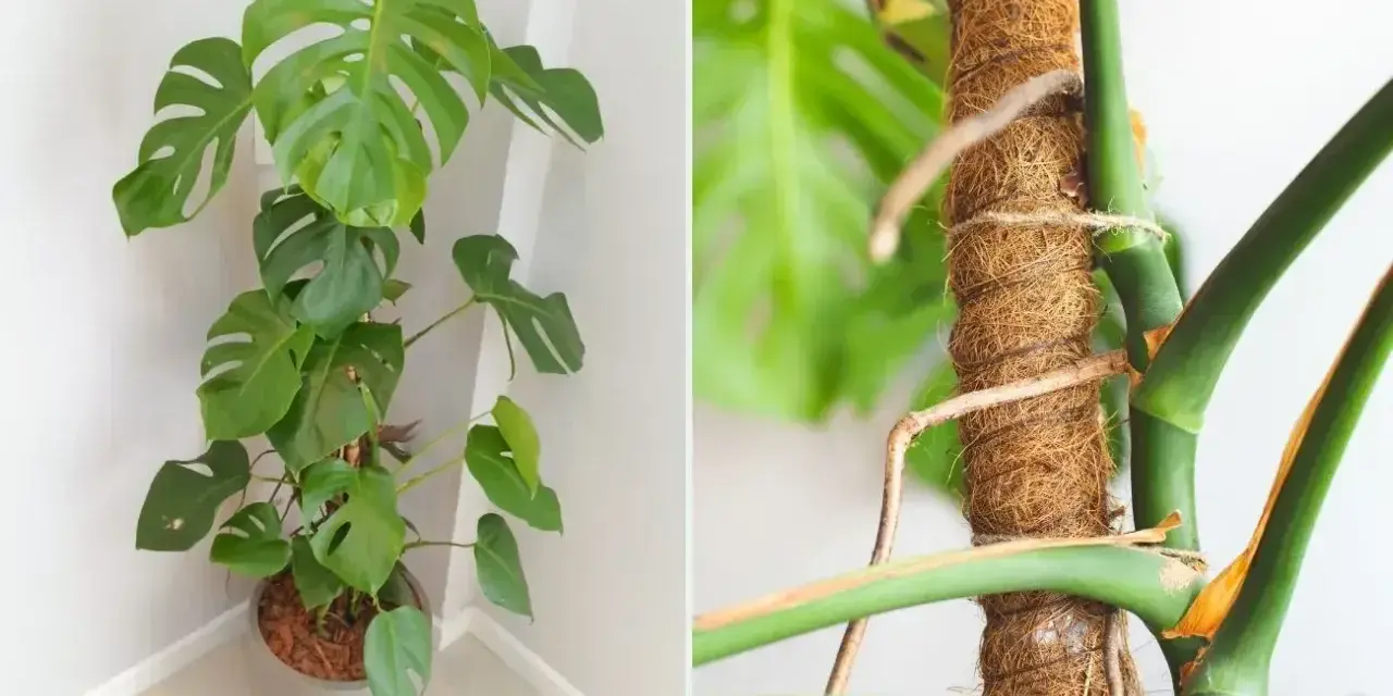 Monstera pnie się po słupku kokosowym, a jej korzeń powietrzny szuka wsparcia.
