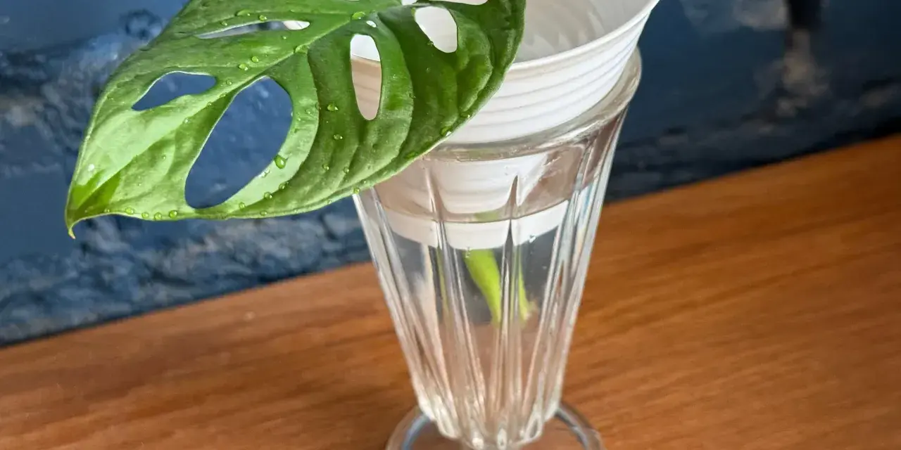 Monstera z liścia w szklance z wodą, przygotowana do rozmnażania. Zielony liść z charakterystycznymi otworami.
