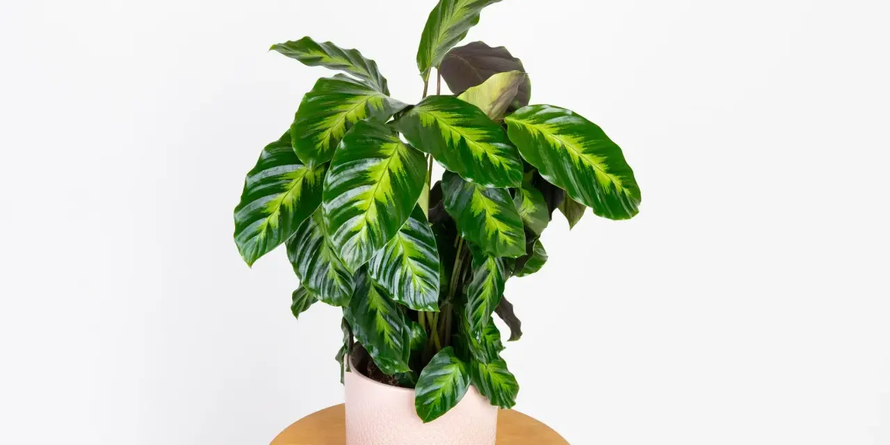 Calathea w różowej doniczce na drewnianym stoliku. Potrzebuje przepuszczalnej ziemi, by pięknie rosła.