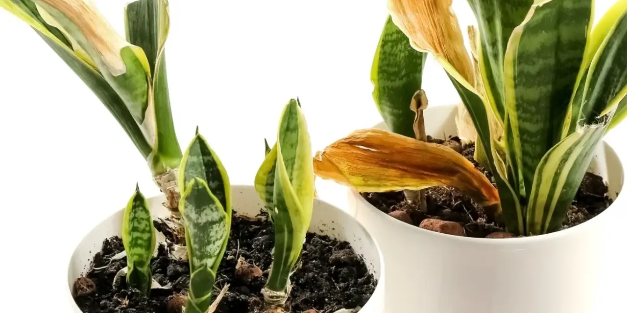 Sansevieria superba w doniczkach, z nowymi pędami i uschniętymi liśćmi.